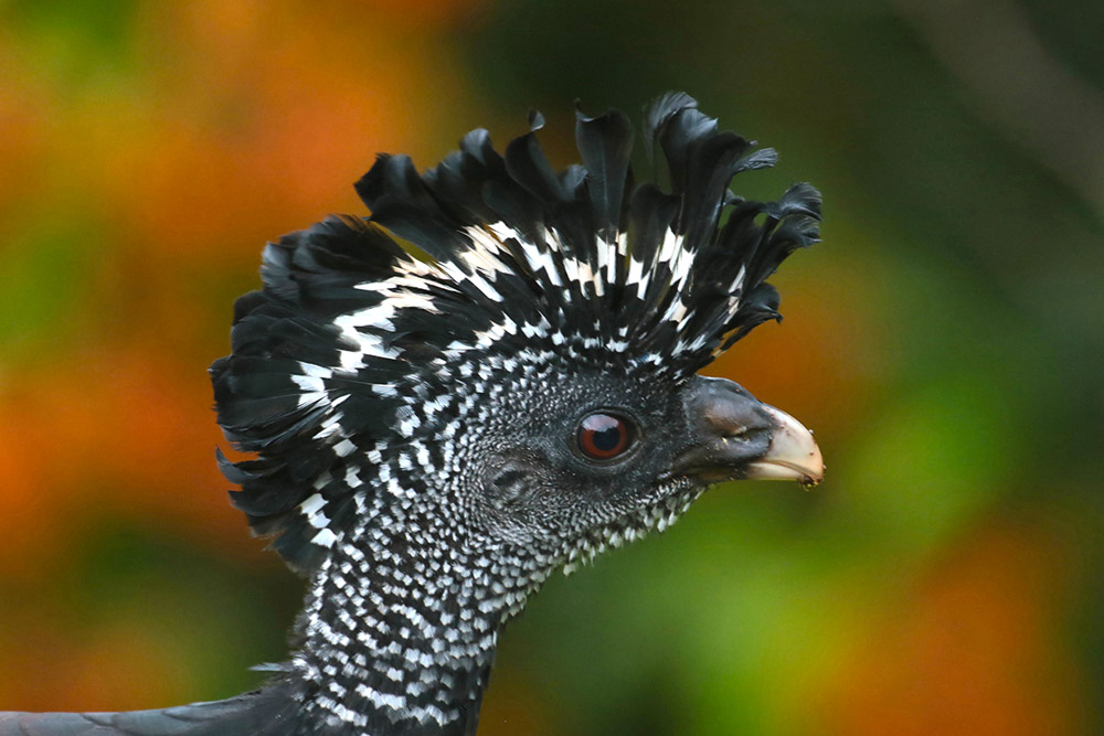 Great Currassow